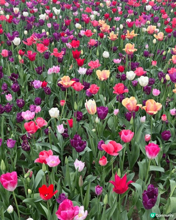 同屋企人今年去日本大阪足利花卉公園欣賞花展，有超過五十款花，...