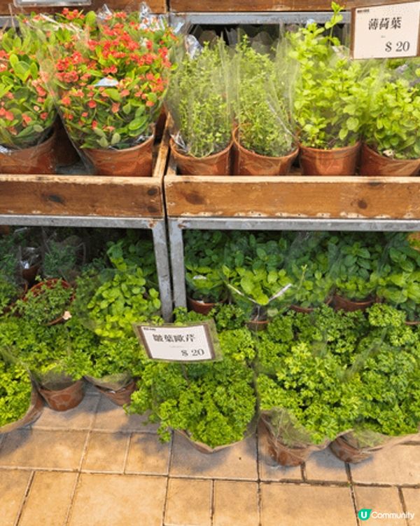 花墟好多新鮮香草，可以買，適合鍾意新鮮食材嘅人。。