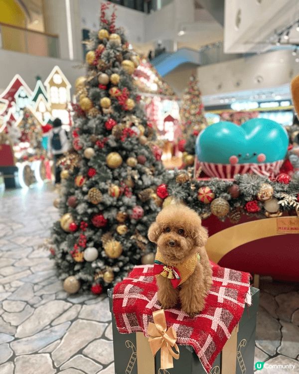 臨近聖誕🎄歡樂嘅氣氛佈滿全港🥳