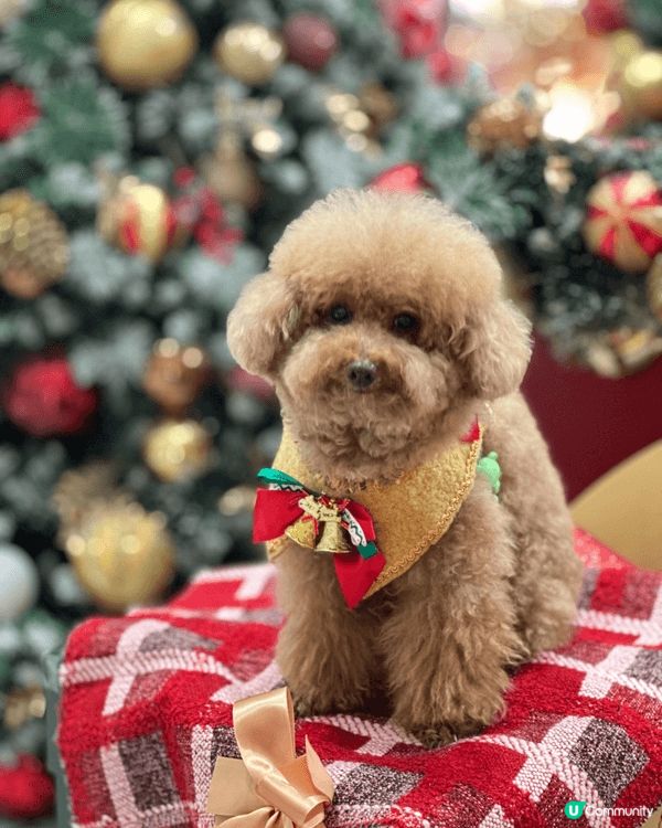 臨近聖誕🎄歡樂嘅氣氛佈滿全港🥳