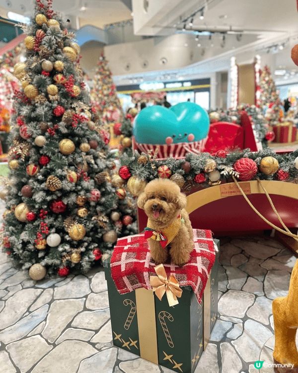 臨近聖誕🎄歡樂嘅氣氛佈滿全港🥳