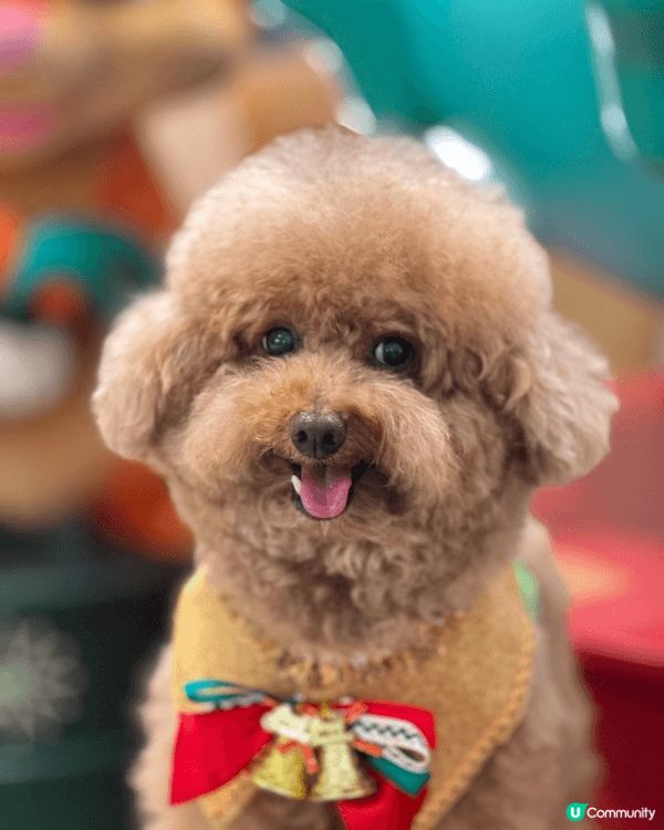 臨近聖誕🎄歡樂嘅氣氛佈滿全港🥳