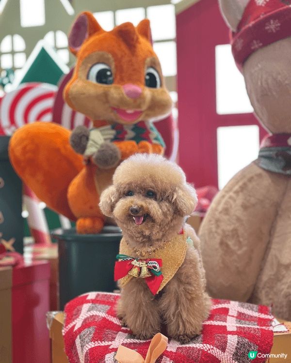 臨近聖誕🎄歡樂嘅氣氛佈滿全港🥳