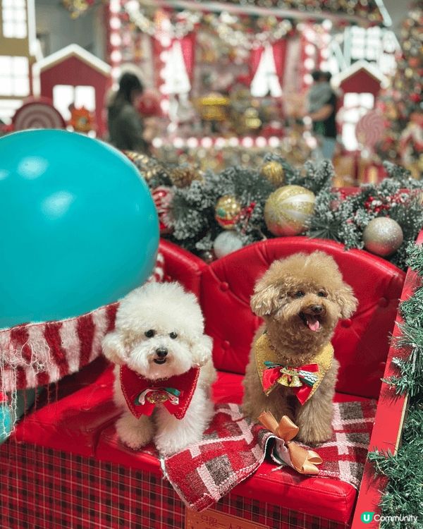 臨近聖誕🎄歡樂嘅氣氛佈滿全港🥳