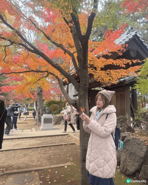 11月尾東京遊，雖然紅葉祭尾聲，不過反而睇到另一個光景😍遍地...