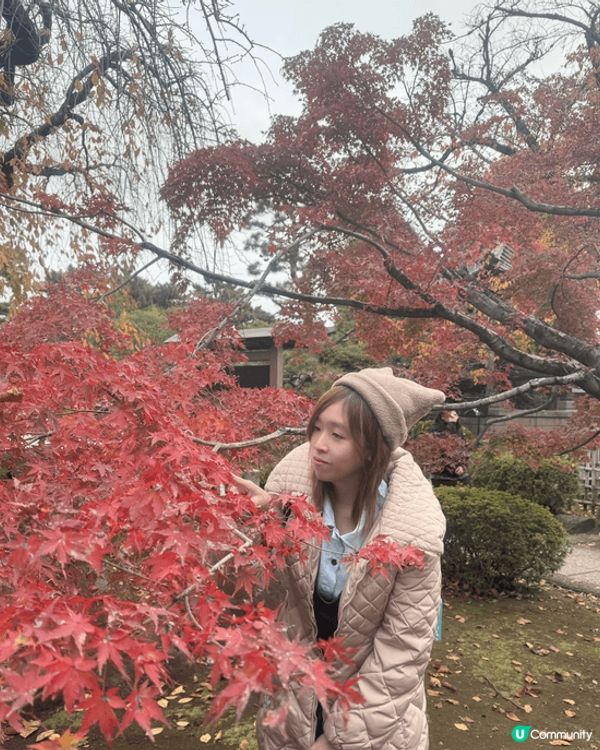 11月尾東京遊，雖然紅葉祭尾聲，不過反而睇到另一個光景😍遍地...