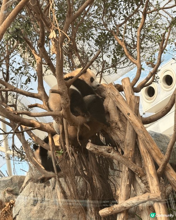 海洋公園的熊貓館絕對是大家必定要打卡的熱點，家姐和細佬無論睡...
