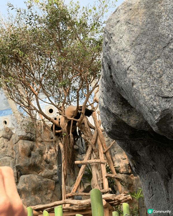 海洋公園的熊貓館絕對是大家必定要打卡的熱點，家姐和細佬無論睡...