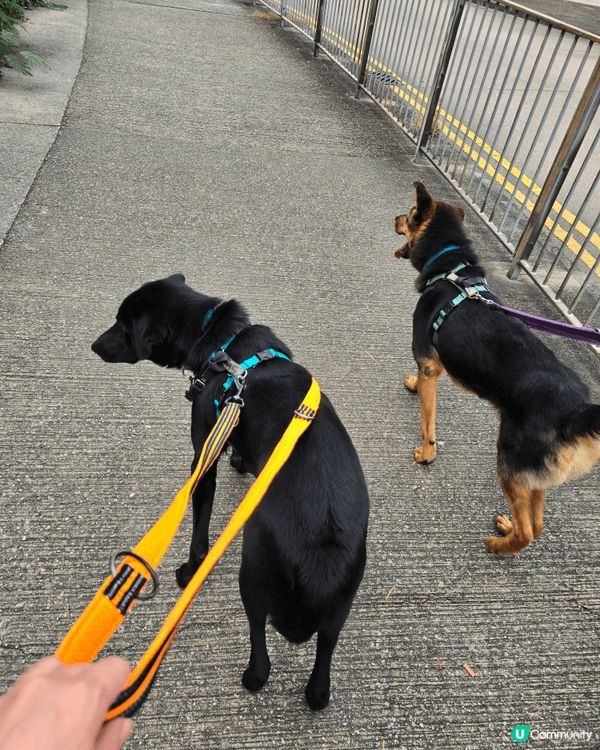 SPCA SPCA 愛護動物協會參觀，是假期親子好去處!