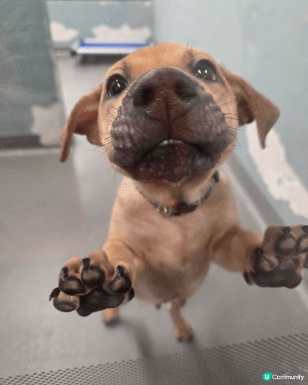 SPCA SPCA 愛護動物協會參觀，是假期親子好去處!