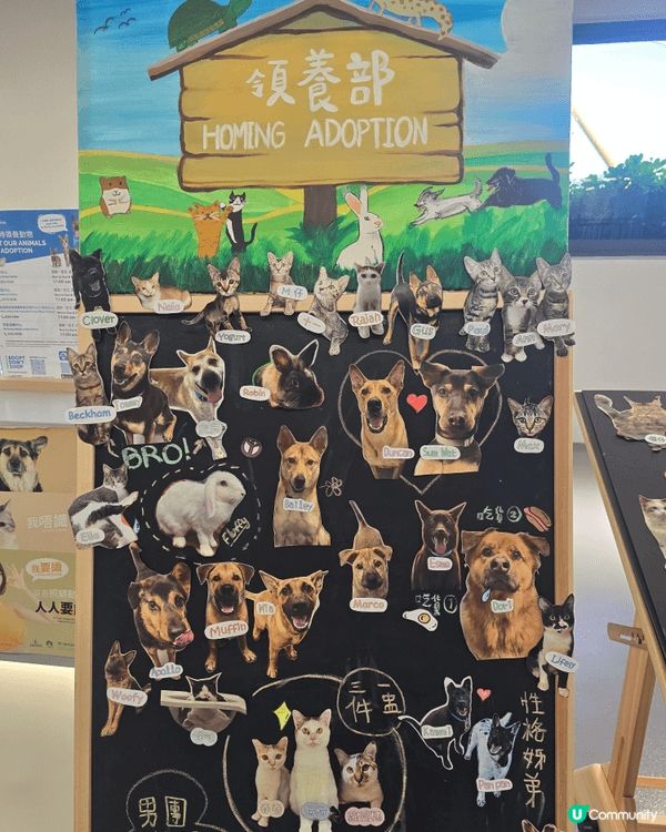SPCA SPCA 愛護動物協會參觀，是假期親子好去處!