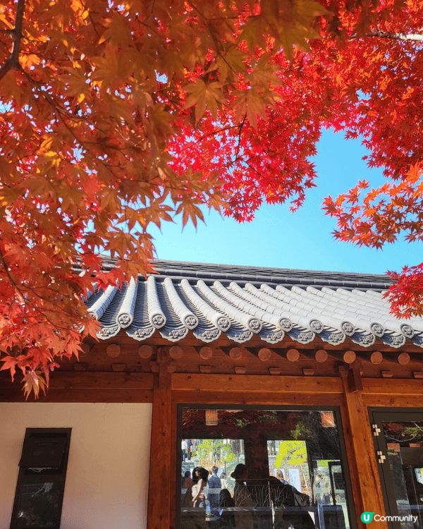 #社群生日快樂 - 韓國秋色很美，红葉！銀杏樹！波波草！浮潛...