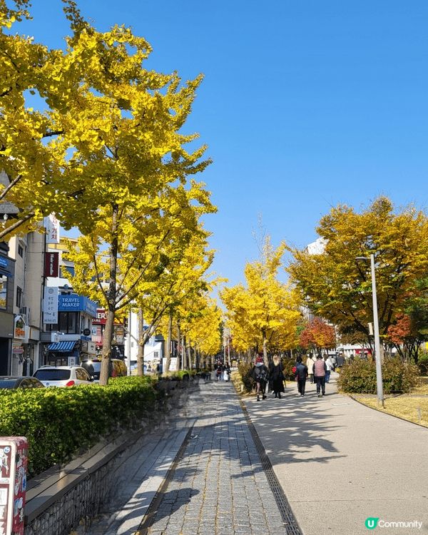 #社群生日快樂 - 韓國秋色很美，红葉！銀杏樹！波波草！浮潛...