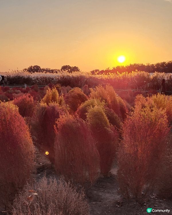 #社群生日快樂 - 韓國秋色很美，红葉！銀杏樹！波波草！浮潛...