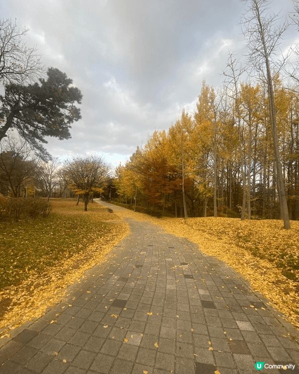 南韓內藏山欣赏紅葉美景，又參觀人蔘專門店及瞓榻榻米，難忘的經...