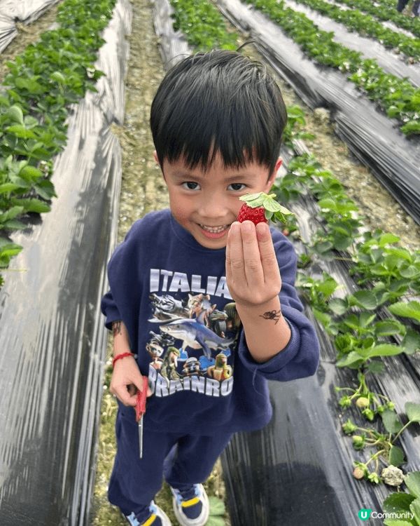 去錦田農莊玩足一日 又有士多啤梨摘 又有得喂羊 仲有車車玩 ...
