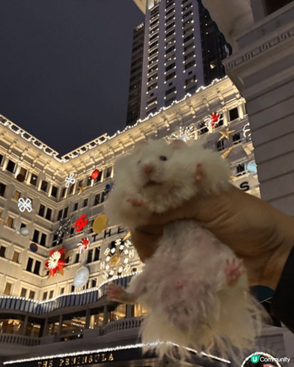 聖誕節好去處，聖誕大餐，尖東，寵物聖誕，性格比好高呀！除夕都...