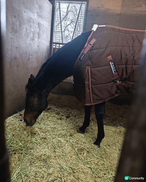 Northern Horse Park 北國優駿公園