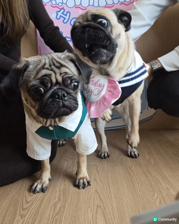 我地參加左 狗友生日會 好開心呀 同好多狗狗玩之餘 仲有狗蛋...