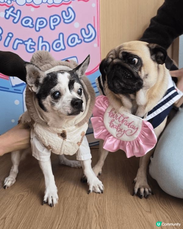 我地參加左 狗友生日會 好開心呀 同好多狗狗玩之餘 仲有狗蛋...