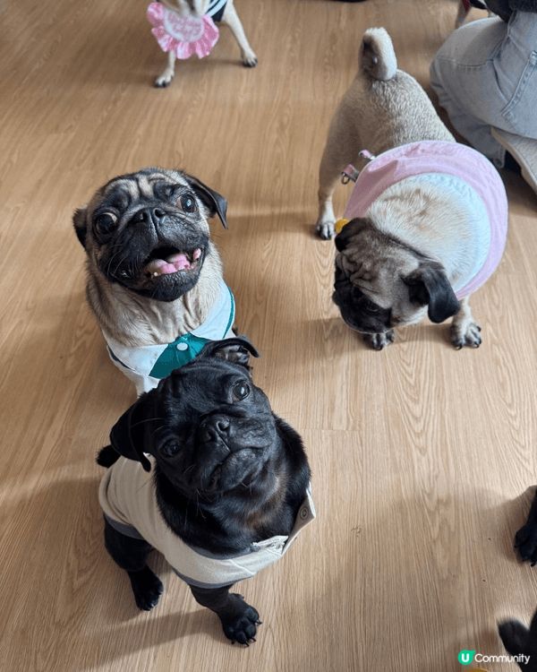 我地參加左 狗友生日會 好開心呀 同好多狗狗玩之餘 仲有狗蛋...