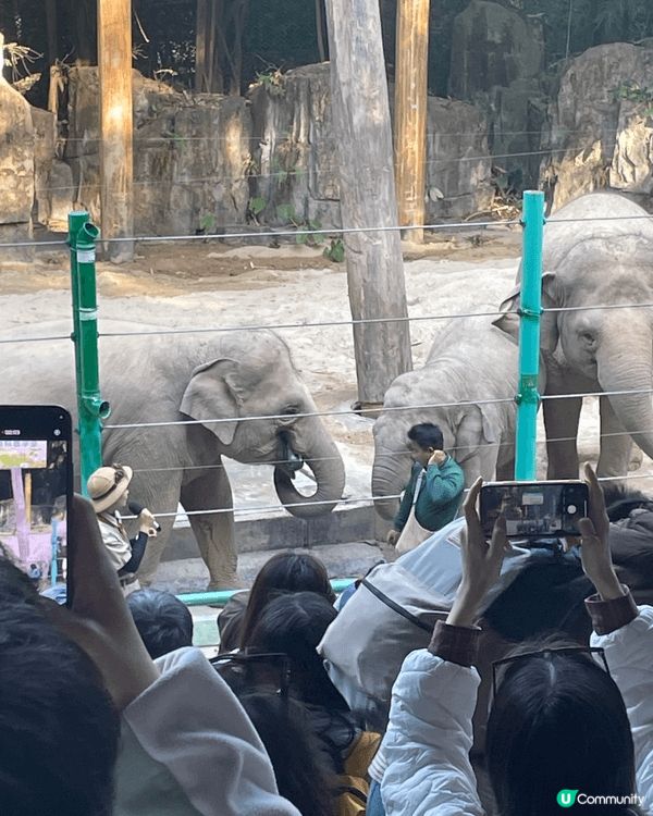 動物園係無論大朋友小朋友都啱去嘅地方，最近帶咗爸爸去廣州野生...