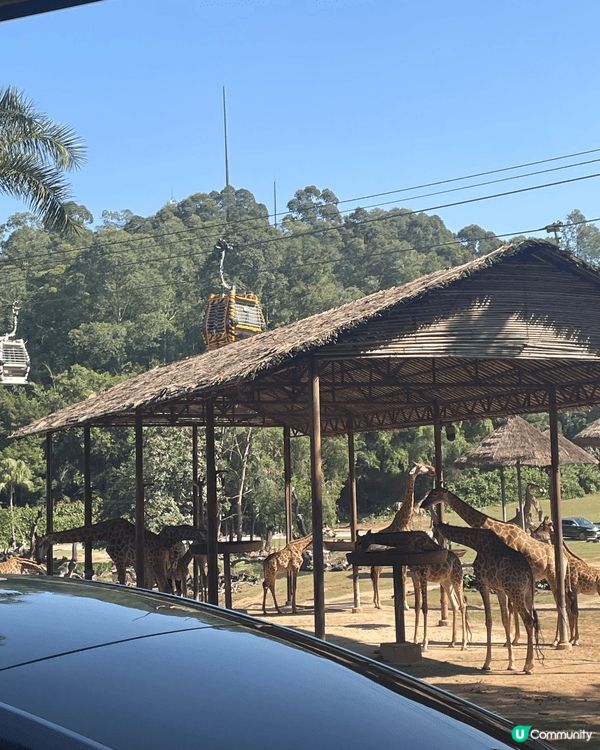動物園係無論大朋友小朋友都啱去嘅地方，最近帶咗爸爸去廣州野生...
