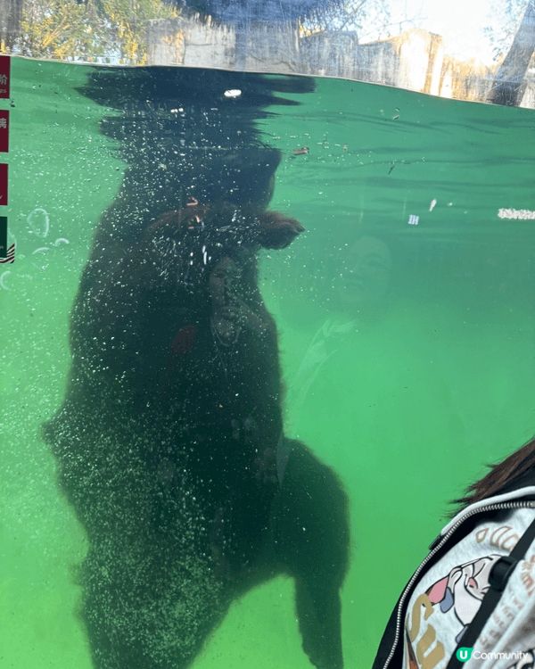 動物園係無論大朋友小朋友都啱去嘅地方，最近帶咗爸爸去廣州野生...