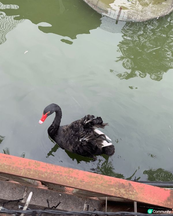 大棠有機生態園 入面有好多動物睇 啱親子同情侶去玩 有得餵金...