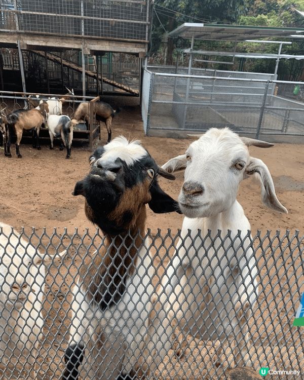 大棠有機生態園 入面有好多動物睇 啱親子同情侶去玩 有得餵金...