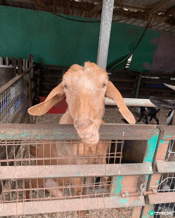 大棠有機生態園 入面有好多動物睇 啱親子同情侶去玩 有得餵金...