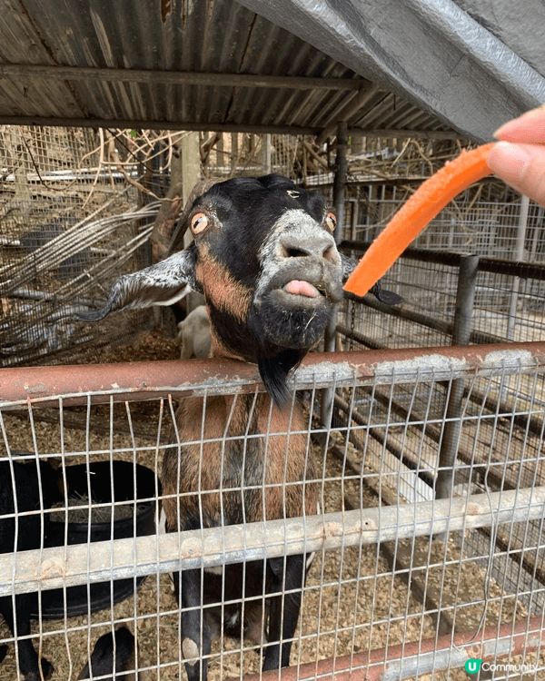大棠有機生態園 入面有好多動物睇 啱親子同情侶去玩 有得餵金...