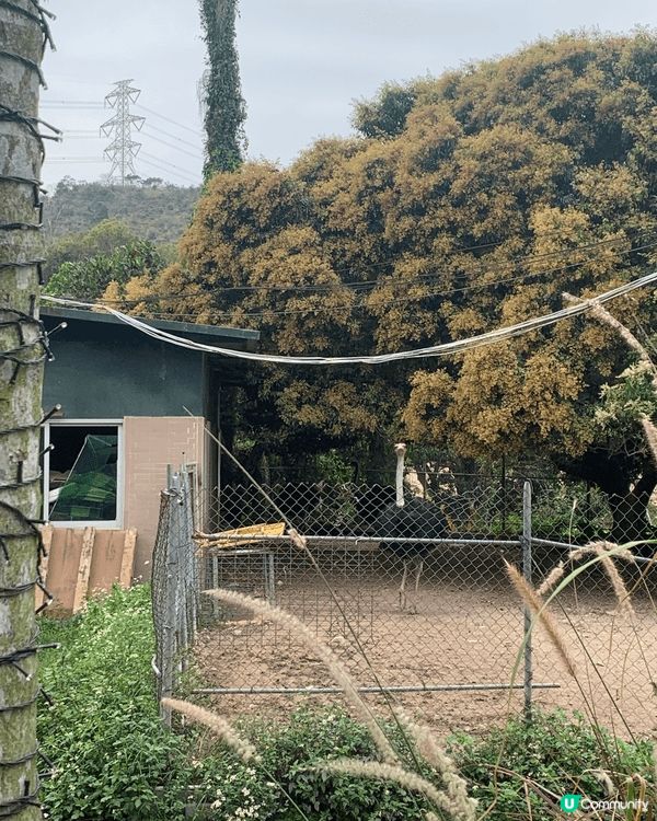 大棠有機生態園 入面有好多動物睇 啱親子同情侶去玩 有得餵金...