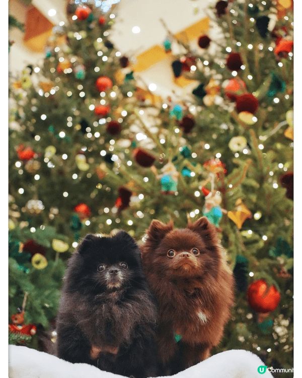 金鐘pacific place每年聖誕節都係Number 1...