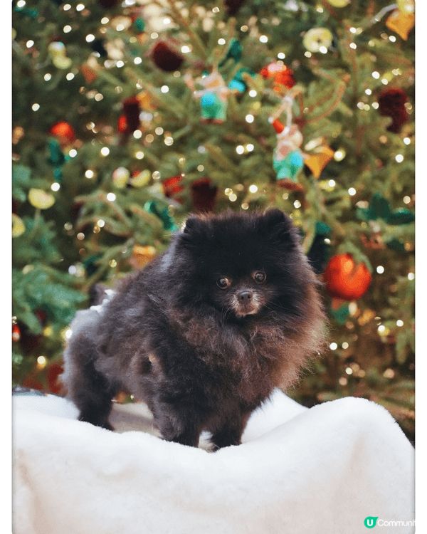 金鐘pacific place每年聖誕節都係Number 1...