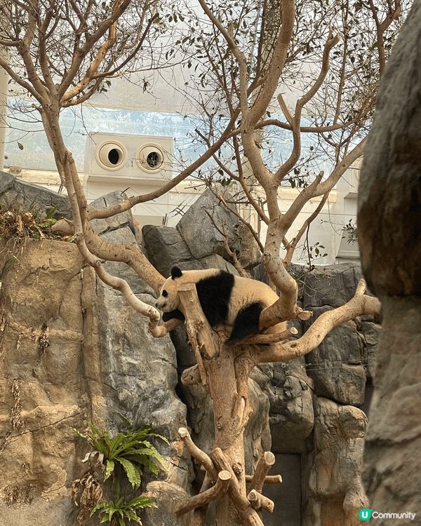 海洋公園睇熊貓，親近大自然。