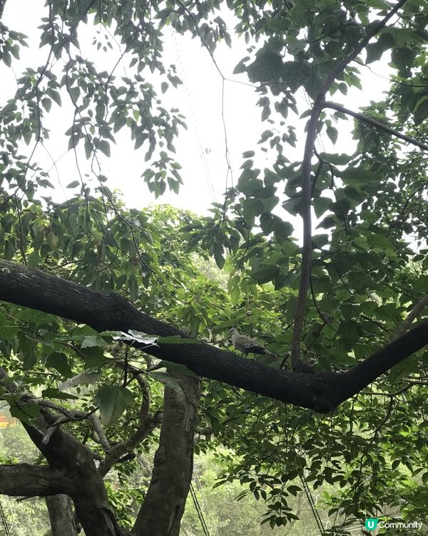 當然要去香港嘅動植物公園啦