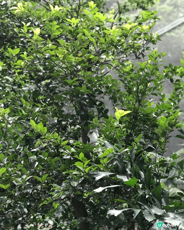 當然要去香港嘅動植物公園啦