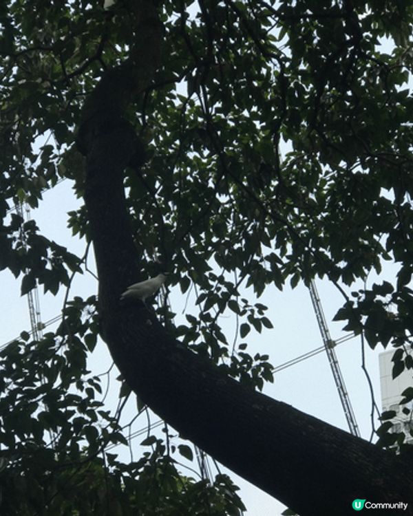 當然要去香港嘅動植物公園啦