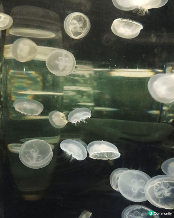 海洋公園水母館，色彩繽紛，絕對是親子與學習的好去處