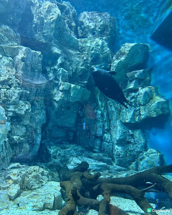 🐠 珠海長隆飛船樂園必睇觀光景點👍🏼👍🏼