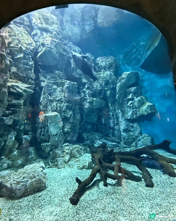 🐠 珠海長隆飛船樂園必睇觀光景點👍🏼👍🏼