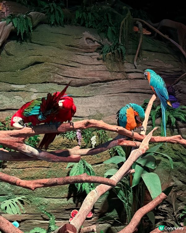 🐠 珠海長隆飛船樂園必睇觀光景點👍🏼👍🏼