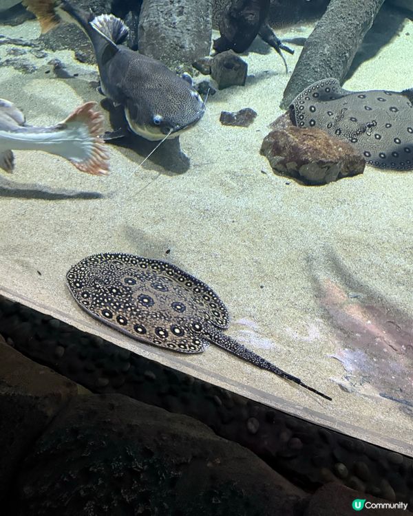 🐠 珠海長隆飛船樂園必睇觀光景點👍🏼👍🏼