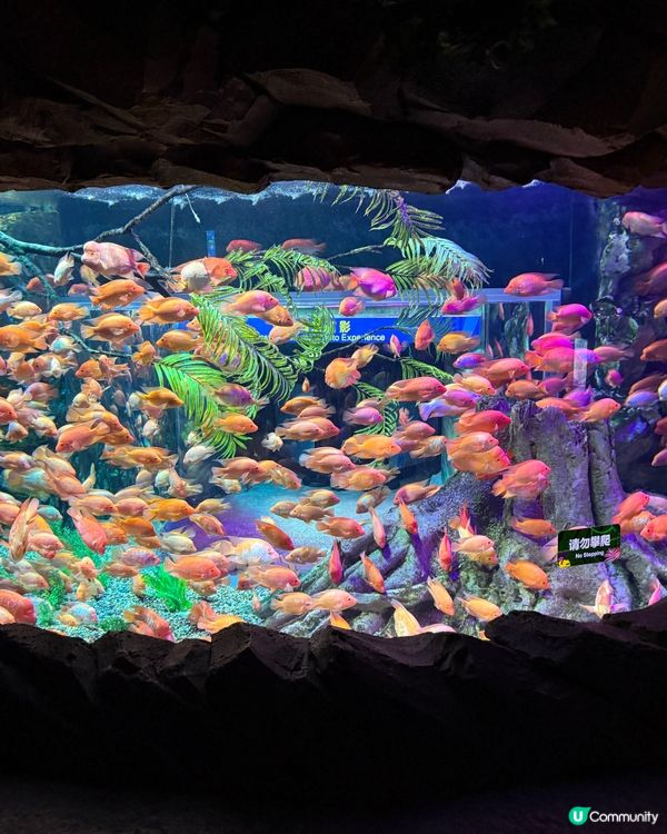 🐠 珠海長隆飛船樂園必睇觀光景點👍🏼👍🏼