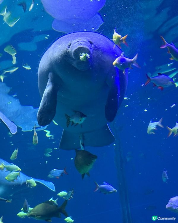 🐠 珠海長隆飛船樂園必睇觀光景點👍🏼👍🏼