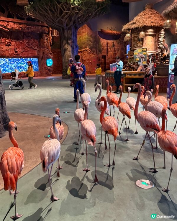 🐠 珠海長隆飛船樂園必睇觀光景點👍🏼👍🏼