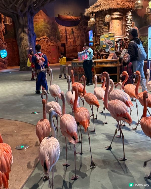 🐠 珠海長隆飛船樂園必睇觀光景點👍🏼👍🏼