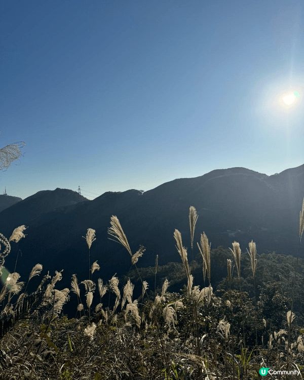 大東山行山睇芒草