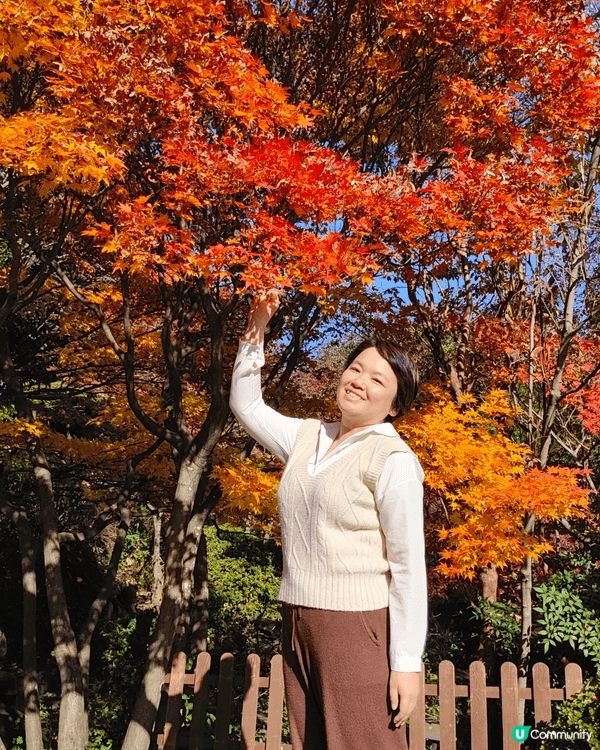 目白庭園免費入場，中央是一個大池子，四周隨處都可以看到別緻的...